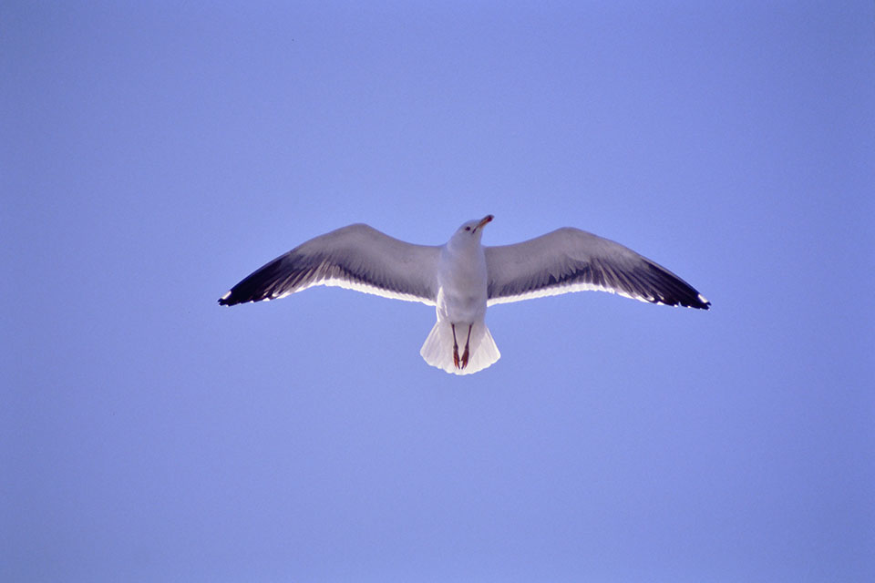 Sea gull on the ferry