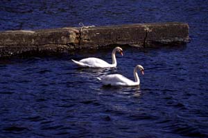 Swan in Loch Laphroaig