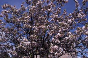 Scottish Cherry Blossom ?